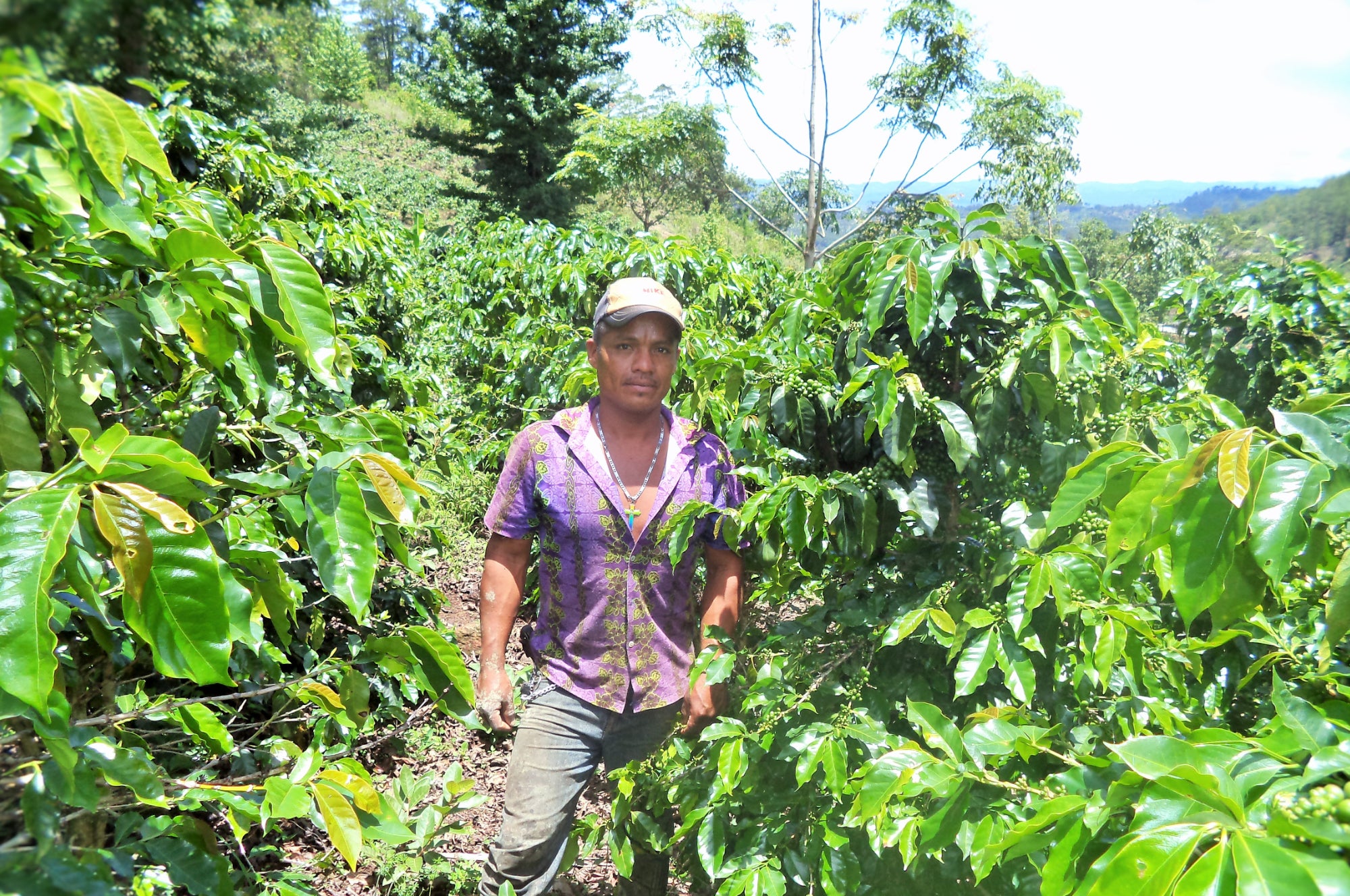 Collection of Microlot Ocelote - WHOLESALE in a gallery layout